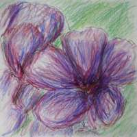 Crayon and ink drawing of purple geraniums
