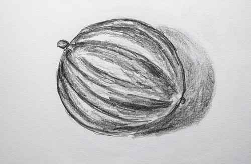 Pencil drawing of acorn squash