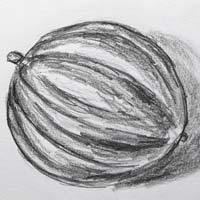 Pencil drawing of acorn squash