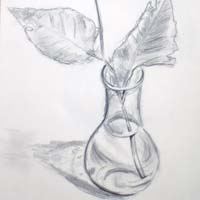Pencil drawing of a branch with leaves in glass vase