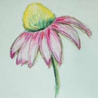 Crayon drawing of a cone flower