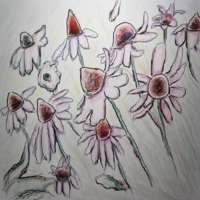 Crayon and ink drawing of cone flowers