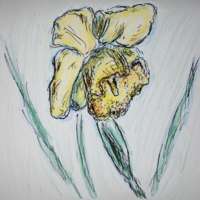 Ink and colored pencil drawing of a daffodil