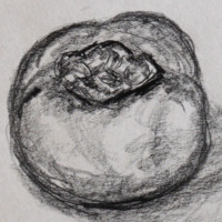 Pencil drawing of a persimmon