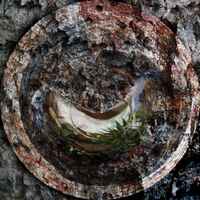 Photo art of tree bark and a terrarium