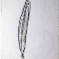 Pencil drawing of a cockatiel feather