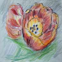 Crayon and ink drawing of red orange tulips
