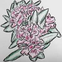 Ink and colored pencil drawing of pink rhododendron flowers