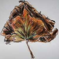 Crayon and ink drawing of a withered maple leaf